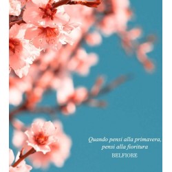 Belfiore EDP 100ml Belfiore EDP 100ml