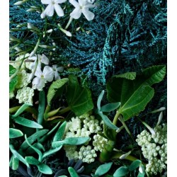 Cypress & Sea Fennel Body Wash 300 ml Cypress & Sea Fennel Body Wash 300 ml