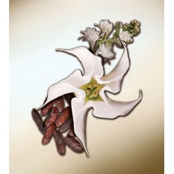 Datura Blanche EDP 100 ml Datura Blanche EDP 100 ml