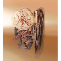 Makassar EDP 100 ml Makassar EDP 100 ml