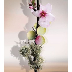 Umé EDP 100 ml Umé EDP 100 ml