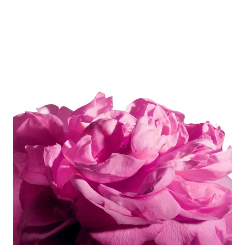 Radical Rose Extrait 100ml