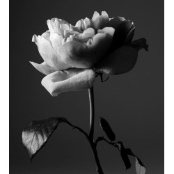 Portrait of a Lady 15th Anniversary  EDP 100ml Portrait of a Lady 15th Anniversary  EDP 100ml