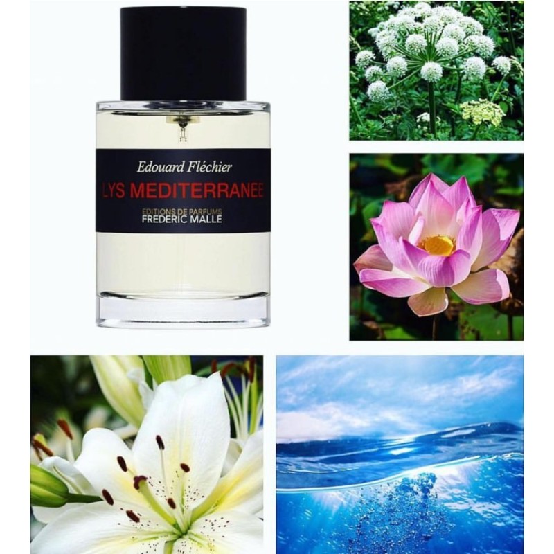 Lys mediterranee sales
