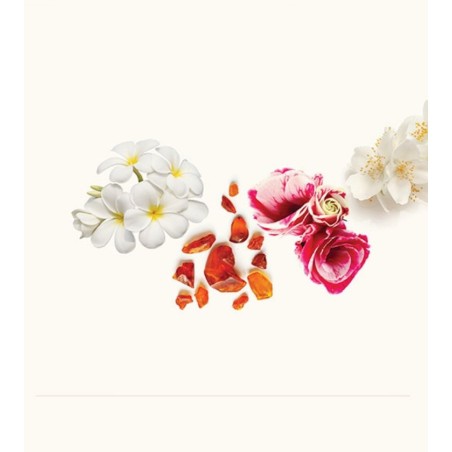 Delma EDP 50 ml