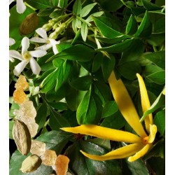 Relaxing Ylang Ylang Body Wash 300 ml