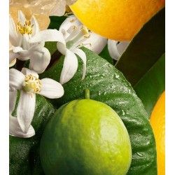 Orange & Bergamot EDP 100 ml