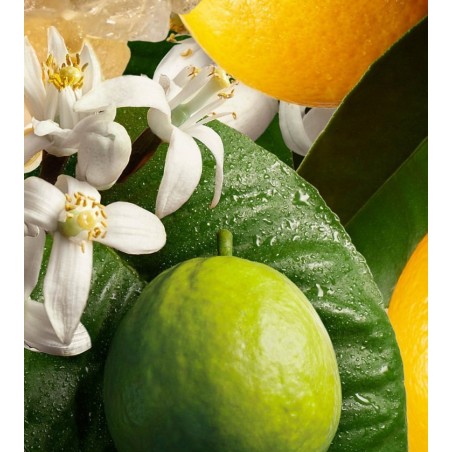Orange & Bergamot EDP 100 ml