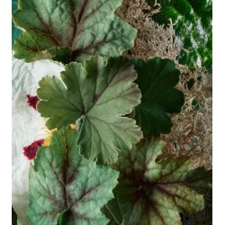 Geranium Nefertum Body Wash 300 ml